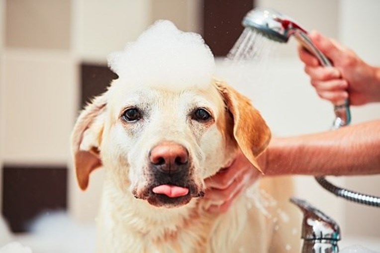 Como calcular a idade do seu Cachorro