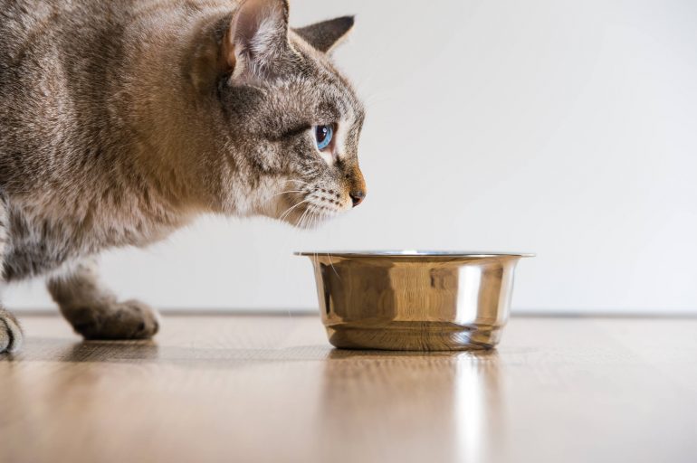 Receitas saudáveis e nutritivas para gatos