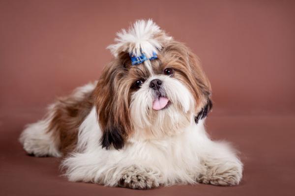 Shih Tzu é uma das raças de cães mais popular no Brasil