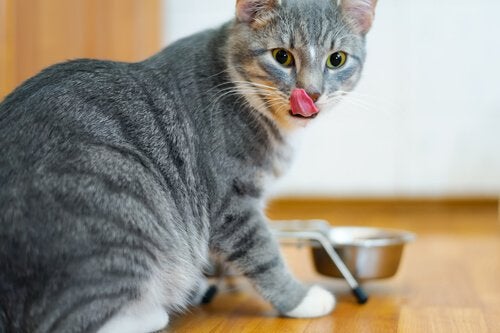 Receitas Saudáveis e Nutritivas para Gatos