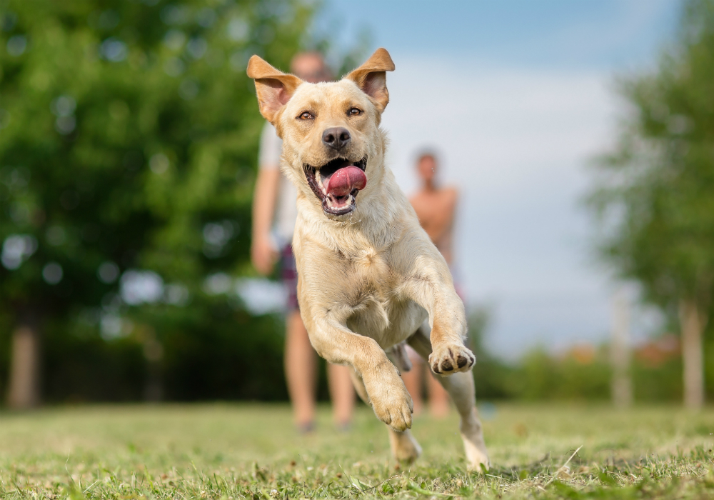 Como fazer para socializar o animal? 