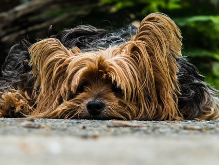 Cachorro yorkshire 