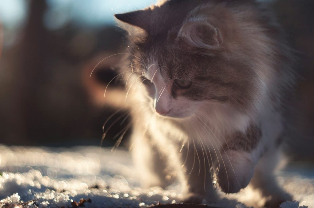 raça gato gigante 