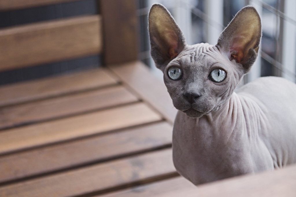 banho para o gato sphynx