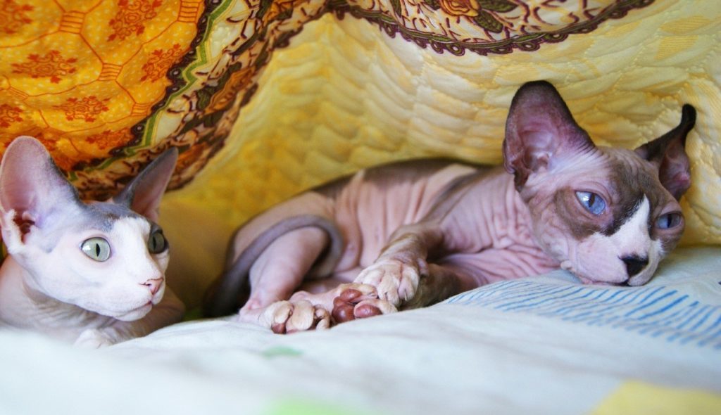 características gato sphynx