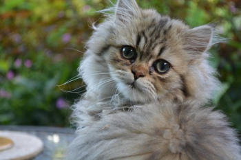 Gato persa veja os cuidados com o bichano