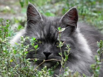 O gato gigante: saiba tudo sobre o gato siberiano