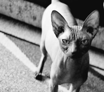 Conheça 5 curiosidades sobre o gato Sphynx