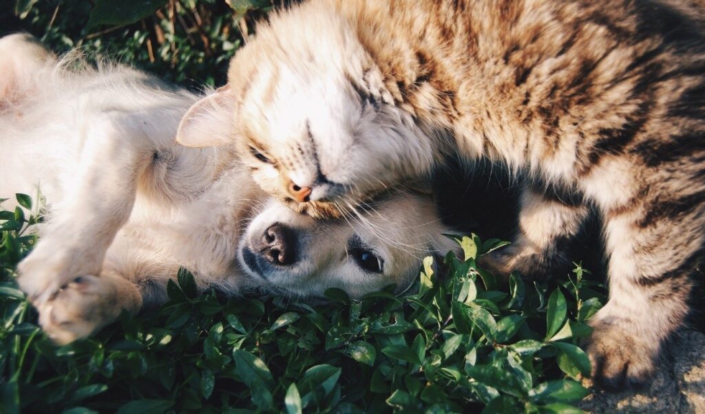 5 técnicas para apresentar um cachorro a um gato