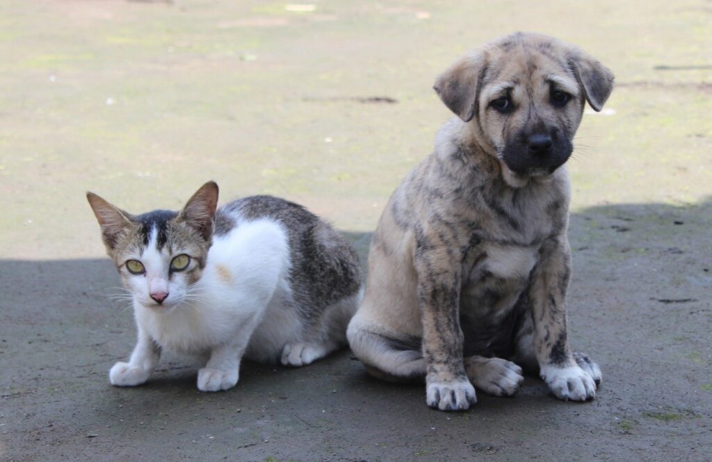 Cão e gato