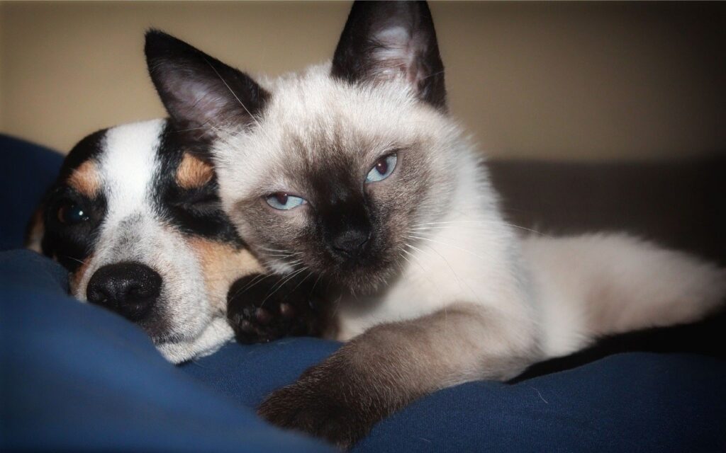 5 técnicas para apresentar um cachorro a um gato