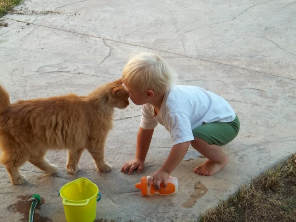 Como ensinar seu gato a gostar de água