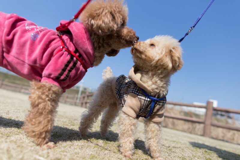 O Poodle é uma das raças mais inteligentes do mundo