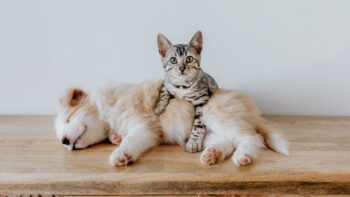 5 Técnicas Para Apresentar Um Cachorro a um Gato