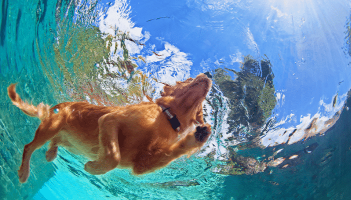 Ensinar seu cão a nadar - Como fazer? Descubra agora!