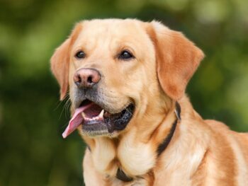 Labrador – 5 motivos para ter esse cão