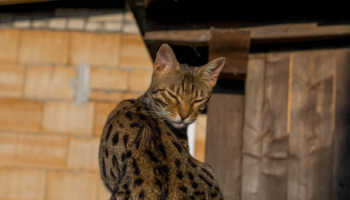 Raça Ashera – Descubra os segredos do gato mais caro do mundo!