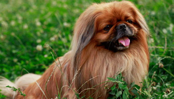 Cachorro Pequinês – Saiba mais sobre esse cãozinho inteligente