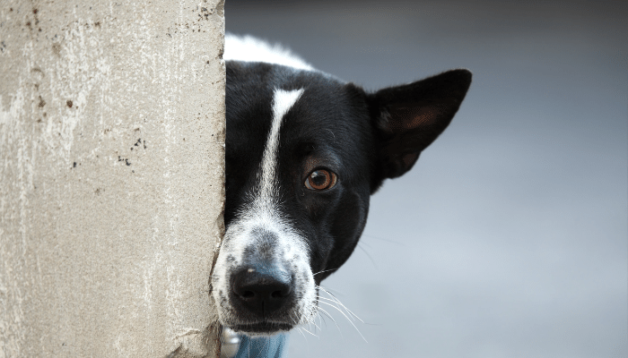 Cachorro arranhando a parede – Descubra o que isso significa