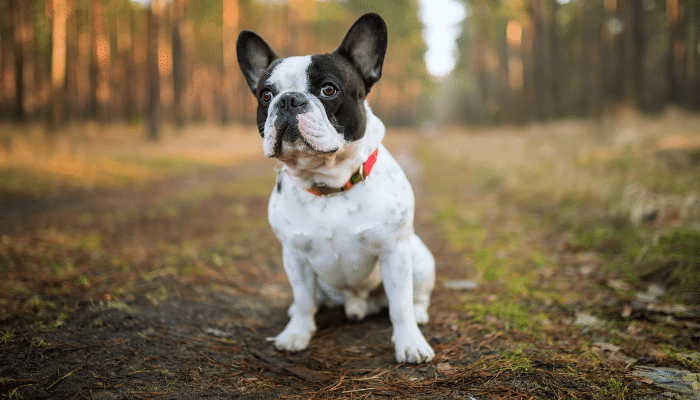 Cachorros que latem menos – Descubra 3 das raças mais silenciosas