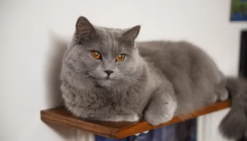 Gato Chartreux – Calmo e silencioso. Saiba mais sobre essa raça