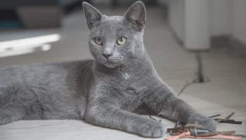 Gato cinza – Descubra as principais raças com essa coloração