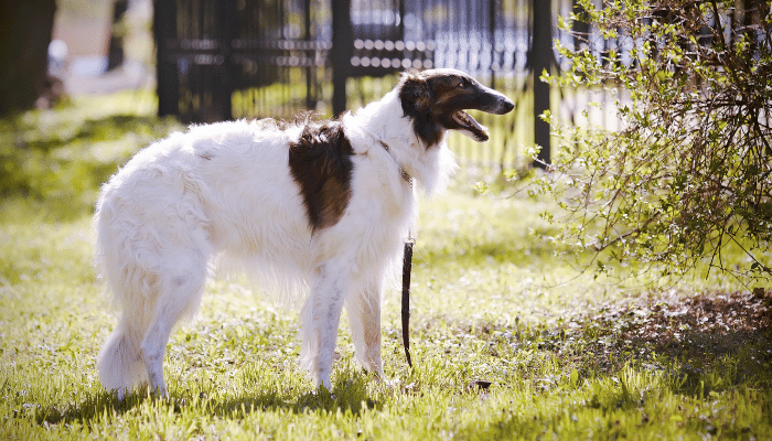 Raça Borzoi - Descubra mais sobre esse cachorro velocista!