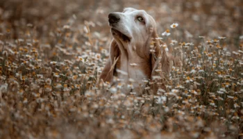 Usar floral – Funciona para cachorros? Descubra nesse artigo!