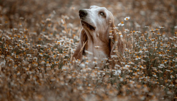 Usar floral - Funciona para cachorros? Descubra nesse artigo!