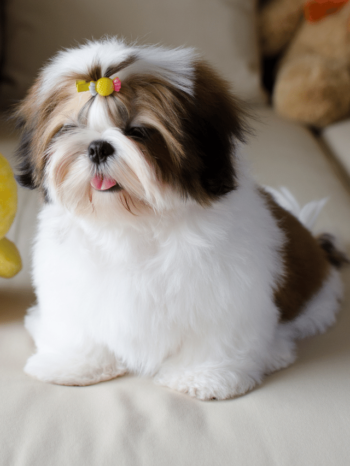 Shih Tzu