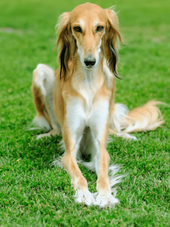 Cachorro Borzoi