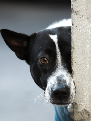 Cachorro arranhando parede