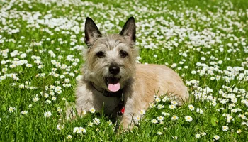 Cairn Terrier – Saiba mais sobre essa raça amigável e independente