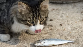 Comer sardinha faz bem para o seu gato? Descubra agora!