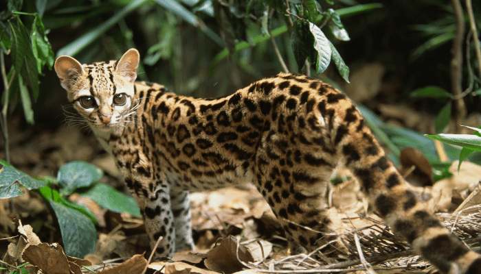 Gato Maracajá – Saiba mais sobre essa raça de gato selvagem