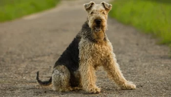 Airedale Terrier – Descubra agora mais sobre o maior terrier do mundo!