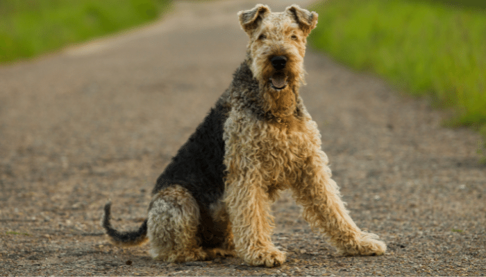 Airedale Terrier - Saiba mais sobre o maior terrier do mundo!