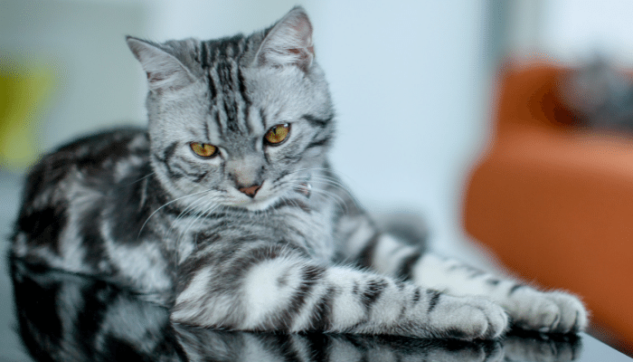 American Shorthair – Descubra mais sobre essa raça de gatos!