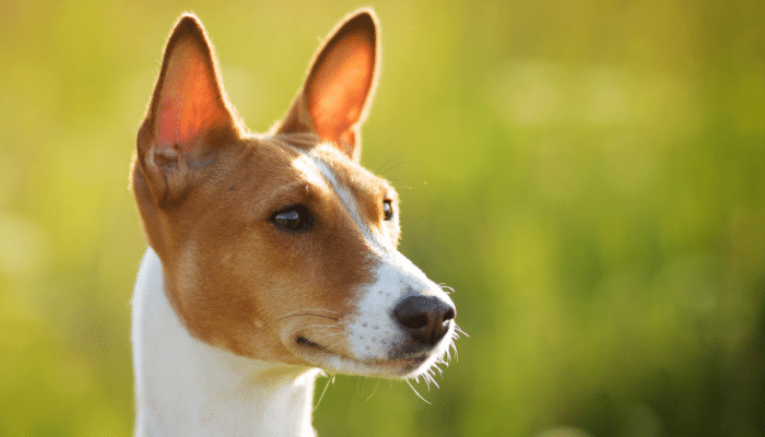 Audição do cachorro - Até 10 vezes melhor que a dos humanos