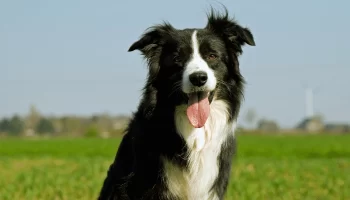 Border Collie – Descubra mais sobre essa raça de cachorro