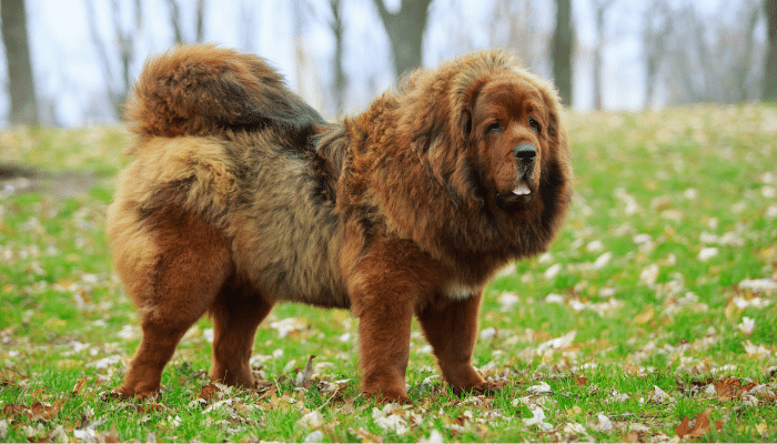 Cachorro mais caro do mundo - Descubra agora qual é a raça