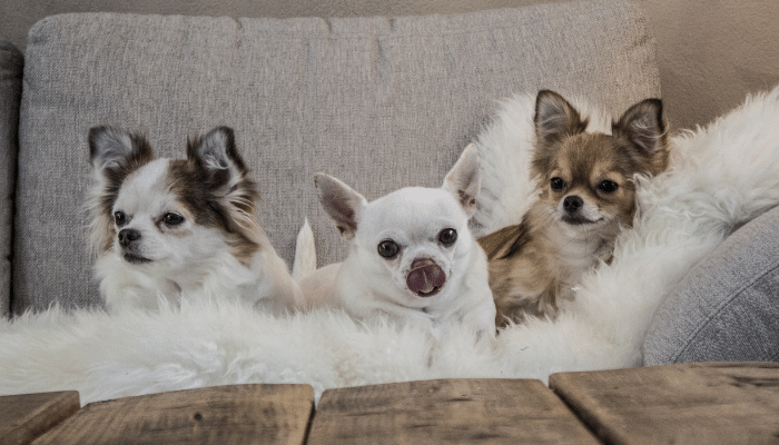 Cães pequenos para apartamento - Saiba as 3 raças principais