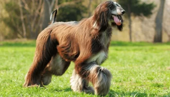 Cães que latem menos – Descubra agora 4 raças para sua escolha!