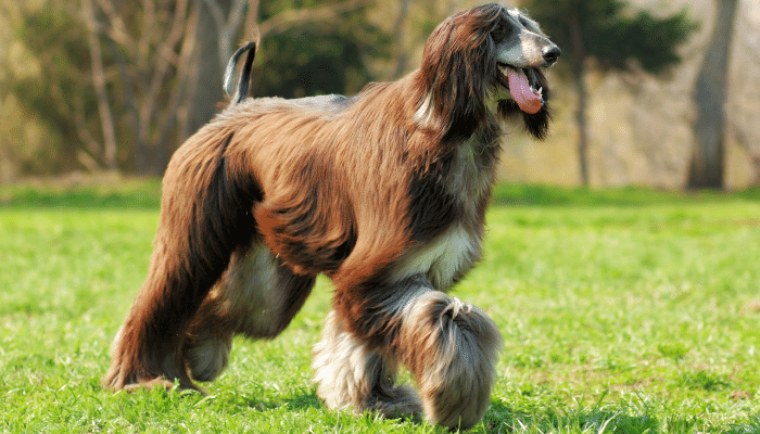 Cães que latem menos - Descubra agora 4 raças para sua escolha!