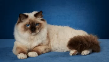 Gato Ragdoll – Descubra 4 curiosidades sobre essa raça de felinos