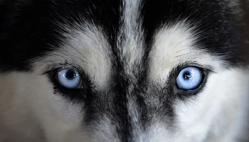 Husky Siberiano – Descubra mais sobre este cachorro de olhos azuis!