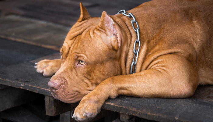 American Pit Bull – Excelentes para companhia e guarda. Confira!