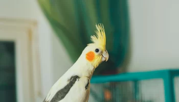 Cacatua e Calopsita – Confira as principais diferenças entre elas