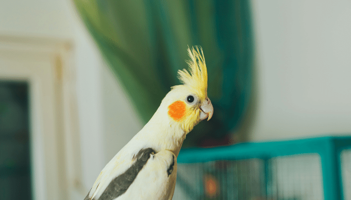 Cacatua e Calopsita – Confira as principais diferenças entre elas