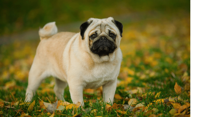 Cachorro Pug – Descubra mais sobre essa raça tão famosa